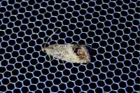 Cydia splendana
