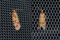 Rhyacionia pinicolana