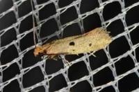 Tinea trinotella