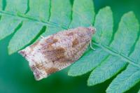 Archips crataegana