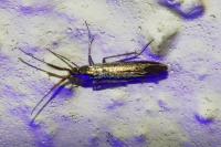 Coleophora mayrella