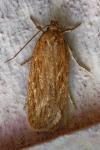 Depressaria daucella