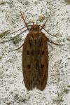 Hofmannophila pseudospretella