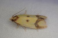 Agapeta zoegana