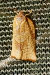 Cacoecimorpha pronubana