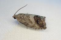 Cydia splendana