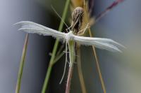 Pterophorus pentadactylus