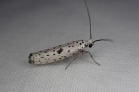 Yponomeuta plumbella