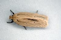 Agonopterix pallorella