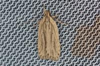 Agonopterix umbellana