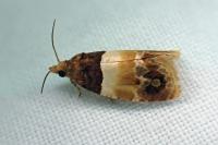Epinotia festivana