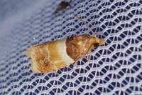 Epinotia festivana