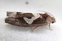 Epiblema foenella