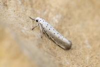 Yponomeuta rorrella