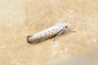 Yponomeuta rorrella