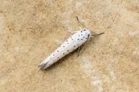 Yponomeuta rorrella