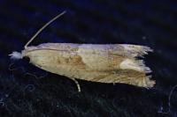 Eucosma conterminana