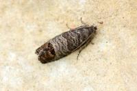 Cydia pomonella