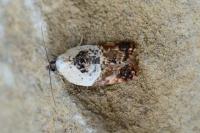 Acleris variegana