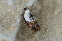 Acleris variegana
