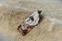 Acleris variegana