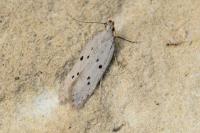 Athrips mouffetella