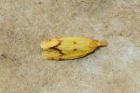 Agapeta hamana