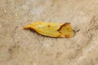 Agapeta hamana