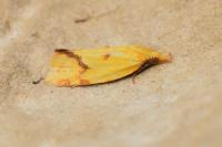 Agapeta hamana