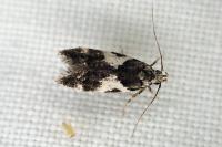 Teleiodes luculella