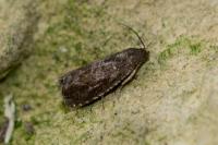 Grapholita molesta