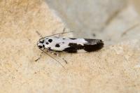 Ethmia quadrillella