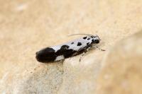 Ethmia quadrillella