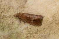 Phtheochroa inopiana