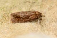 Phtheochroa inopiana