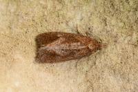 Phtheochroa inopiana