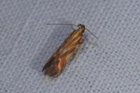 Metzneria aprilella