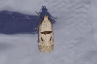 Mirificarma cytisella