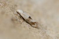 Elachista maculicerusella