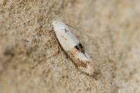 Elachista maculicerusella