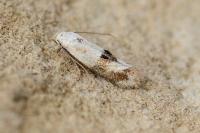 Elachista maculicerusella
