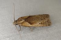 Phtheochroa inopiana