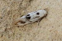 Elachista maculicerusella