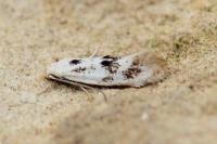 Elachista maculicerusella