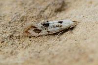Elachista maculicerusella