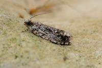 Zeiraphera isertana