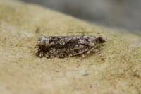 Zeiraphera isertana