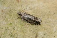 Zeiraphera isertana