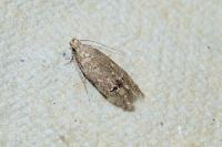 Teleiodes vulgella