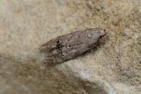 Teleiodes vulgella